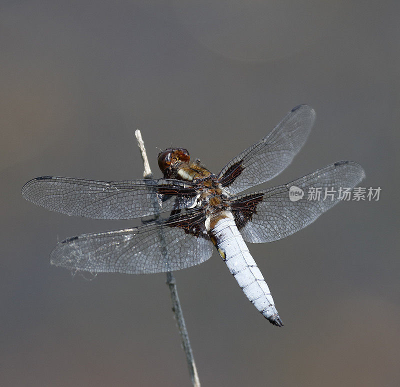 宽体追逐者(Libellula depressa)雄性